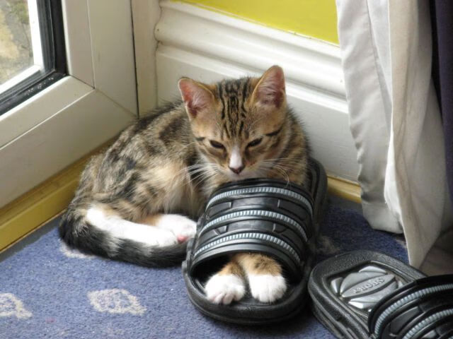 _猛龙焕发新活力,迎战强敌夺胜_,猛龙反击