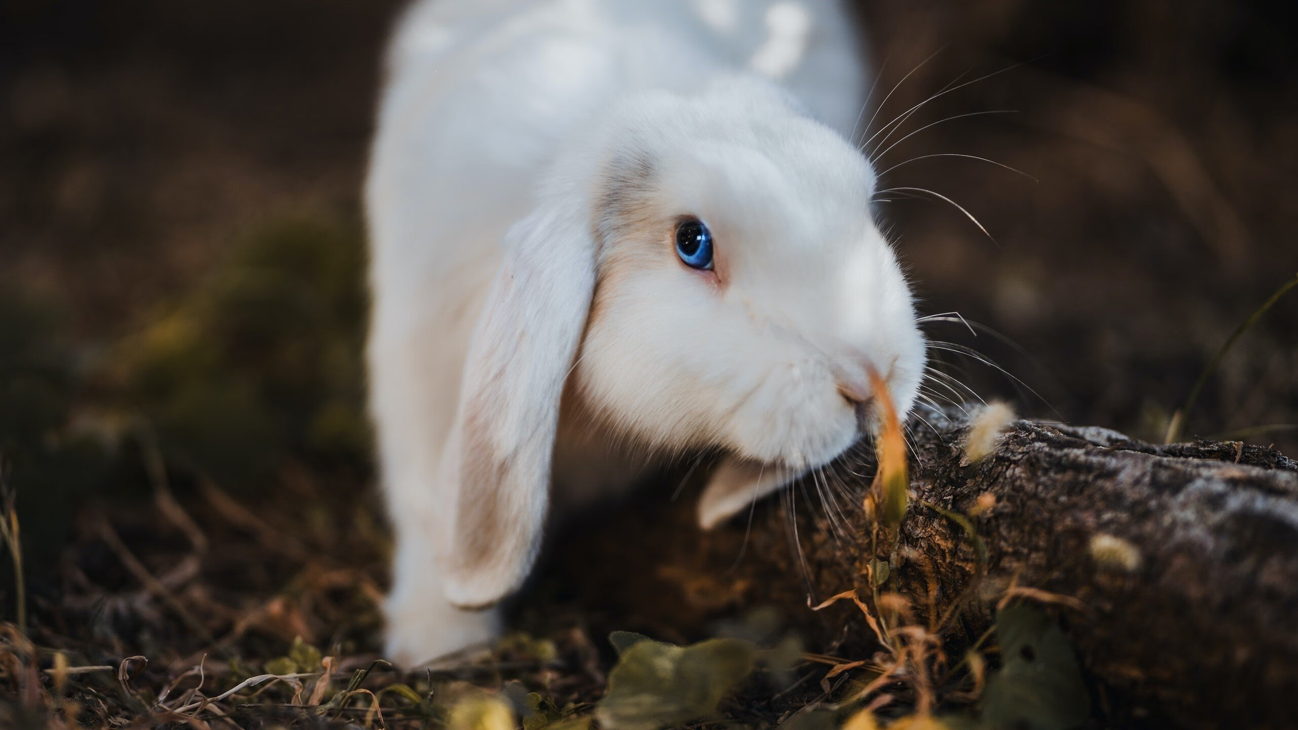 开云入口-_篮网迎战强敌，攻守兼备取胜_，篮网终迎好消息