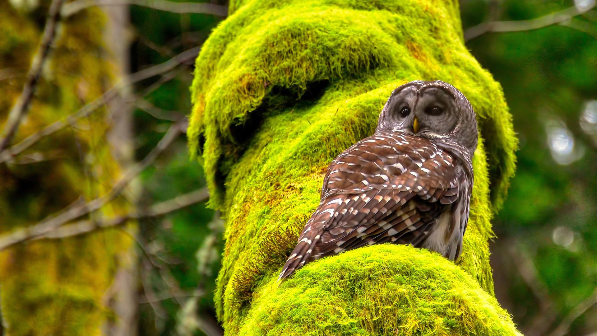 “本土球员表现抢眼，被誉为未来之星”，足球未来之星阵容