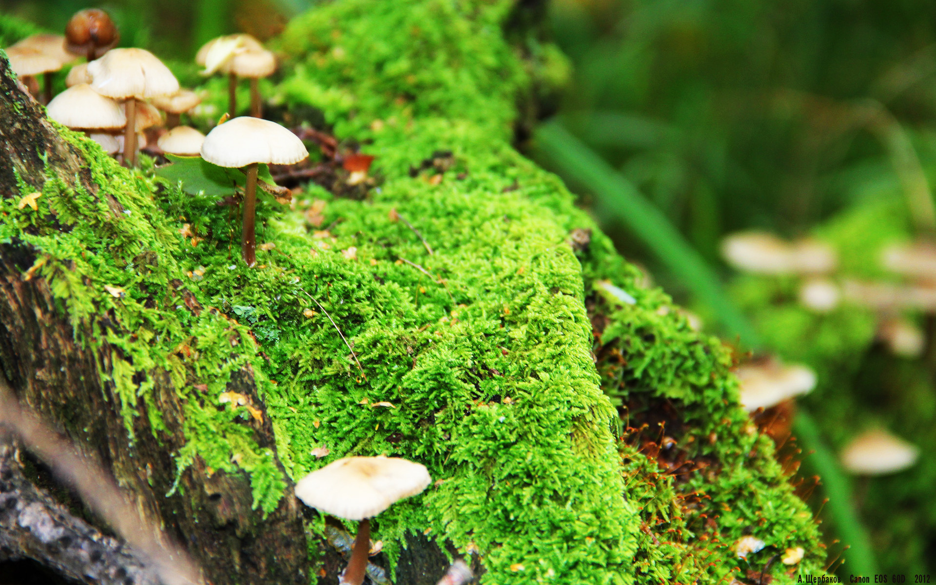 开云中国大陆-【联盟领跑者】天使队豪取五连胜，天使战队联合创始人