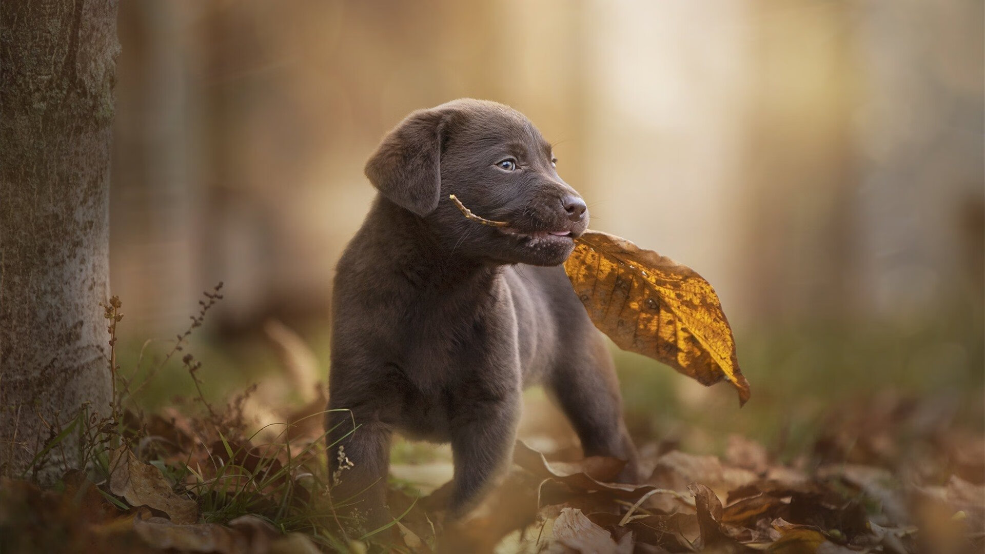 中国足球旅游融合项目获行业重点支持，中国的足球名宿